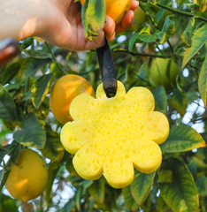 Papaya Yuzu Wild Flower Sponge